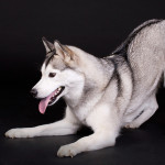 _MG_2894 web