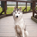 _MG_2917 web