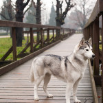 _MG_2925 web