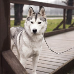 _MG_2927 web
