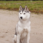 _MG_2951 web
