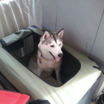 Intercanis 3