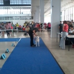Intercanis 4