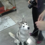 National dog show 24.10.2014 Brno Excellent ! Paterson Cheryl