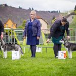 Klubová výstava Měchenice, VN2, 17.4.2016, rozh. Kuehnel-Hisatake Gay (5)