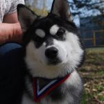 MVP Nitradog Nitra 3.4.2016 a 4.4.2016, VN1, rozh. Linda Voloáriková a Fintorová (1)