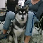 Nitra dog 3 (3)